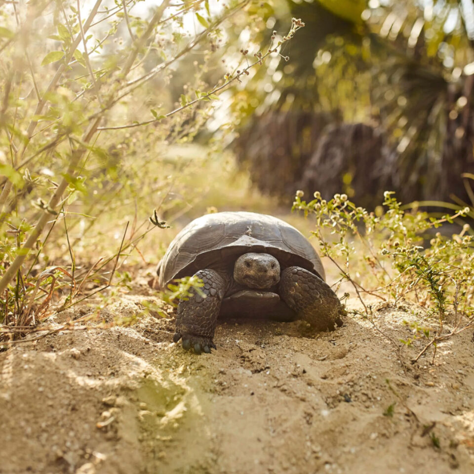 A tortoise in the sand.