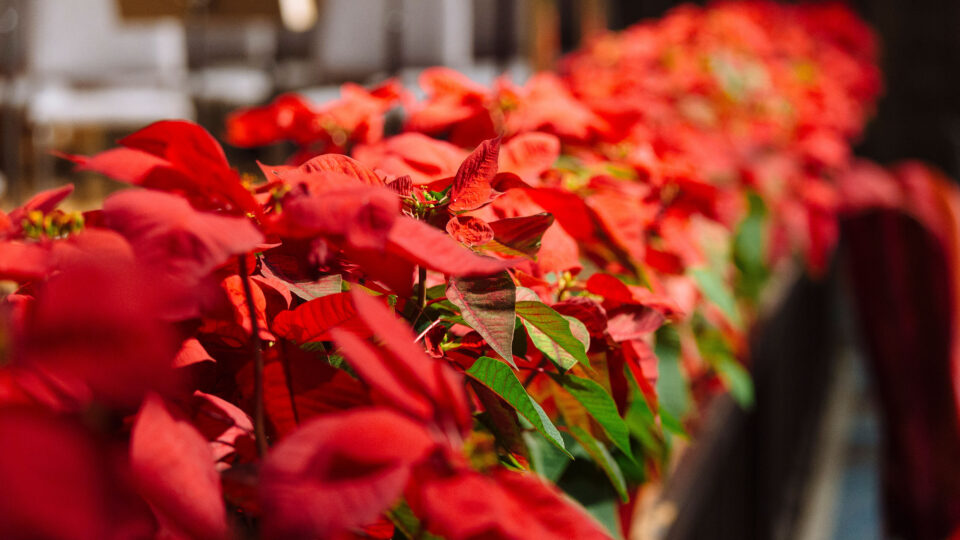 Poinsettias line the pathway during the holidays at Lynn University.