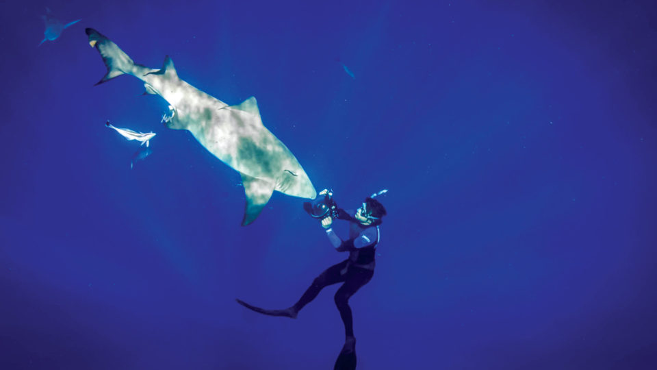 Zachary Levitetz swimming with sharks